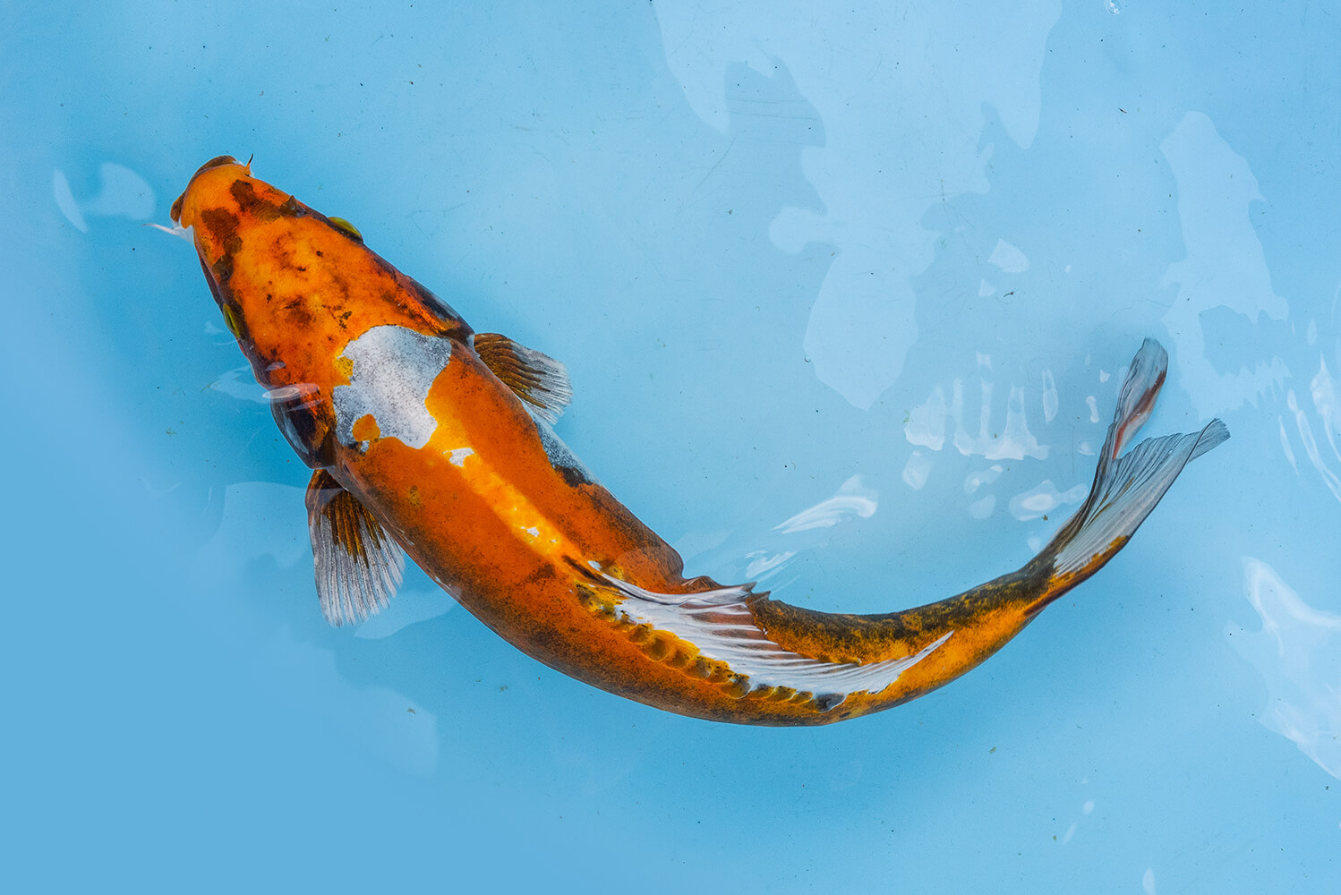 Koi sottobicchiere di pesce - Italia